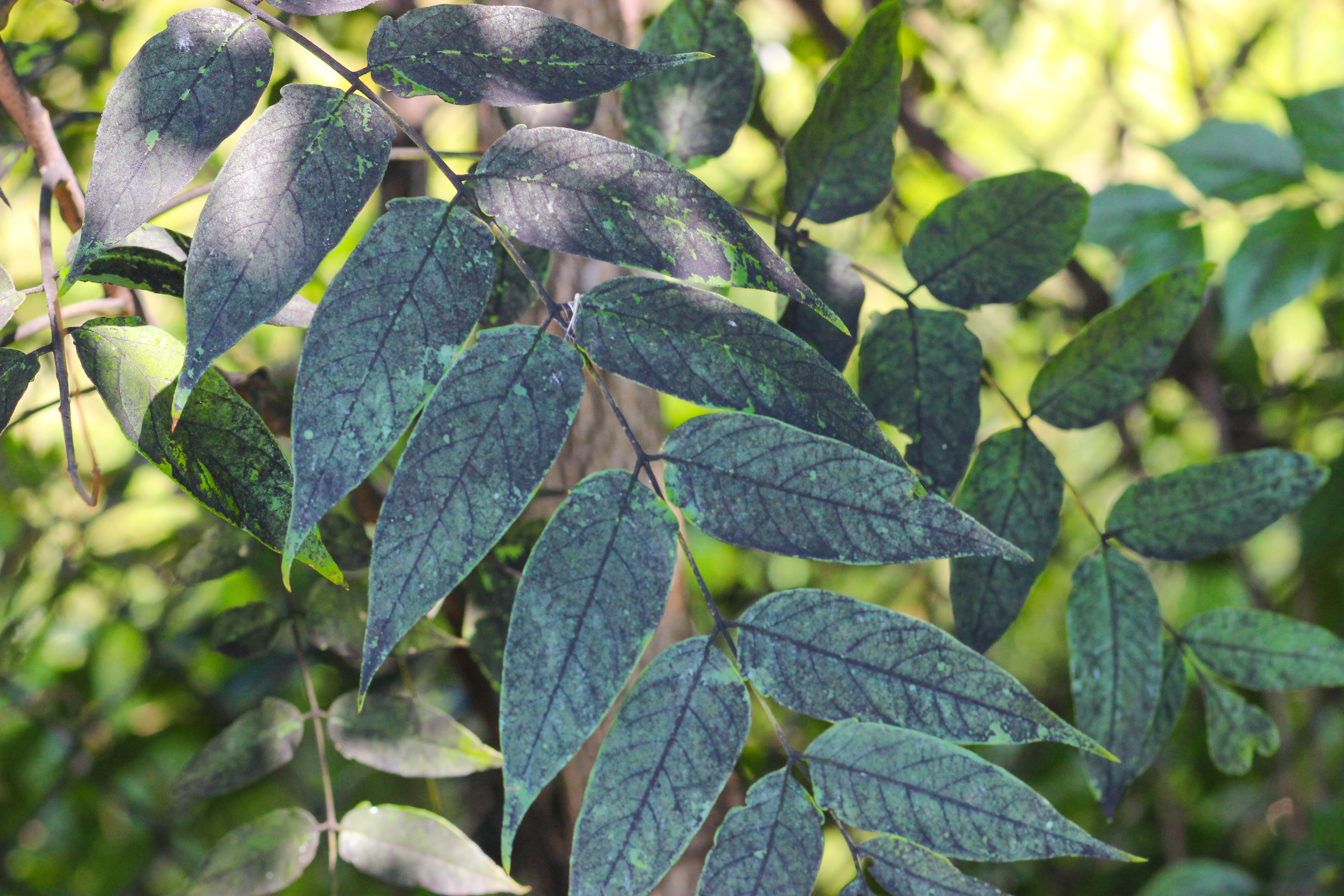 Black, sooty mold on leaves.